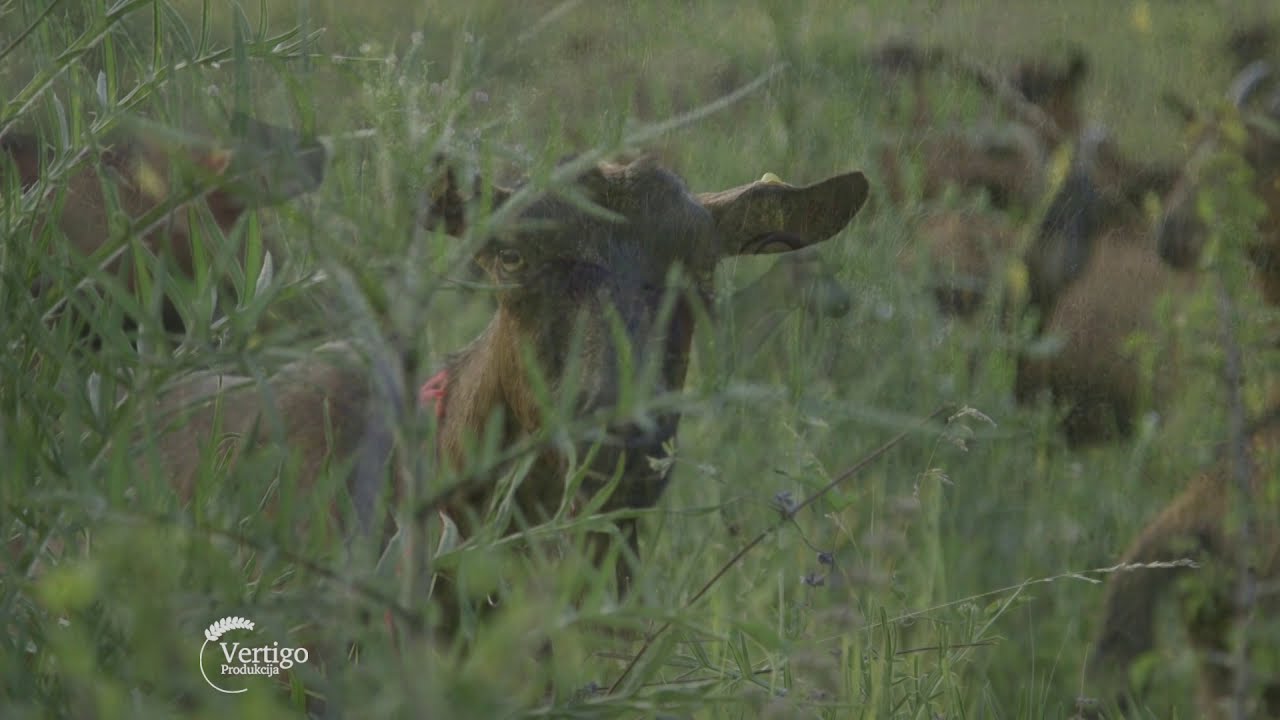 Uzgoj alpino koza na Staroj Planini - U nasem ataru 805