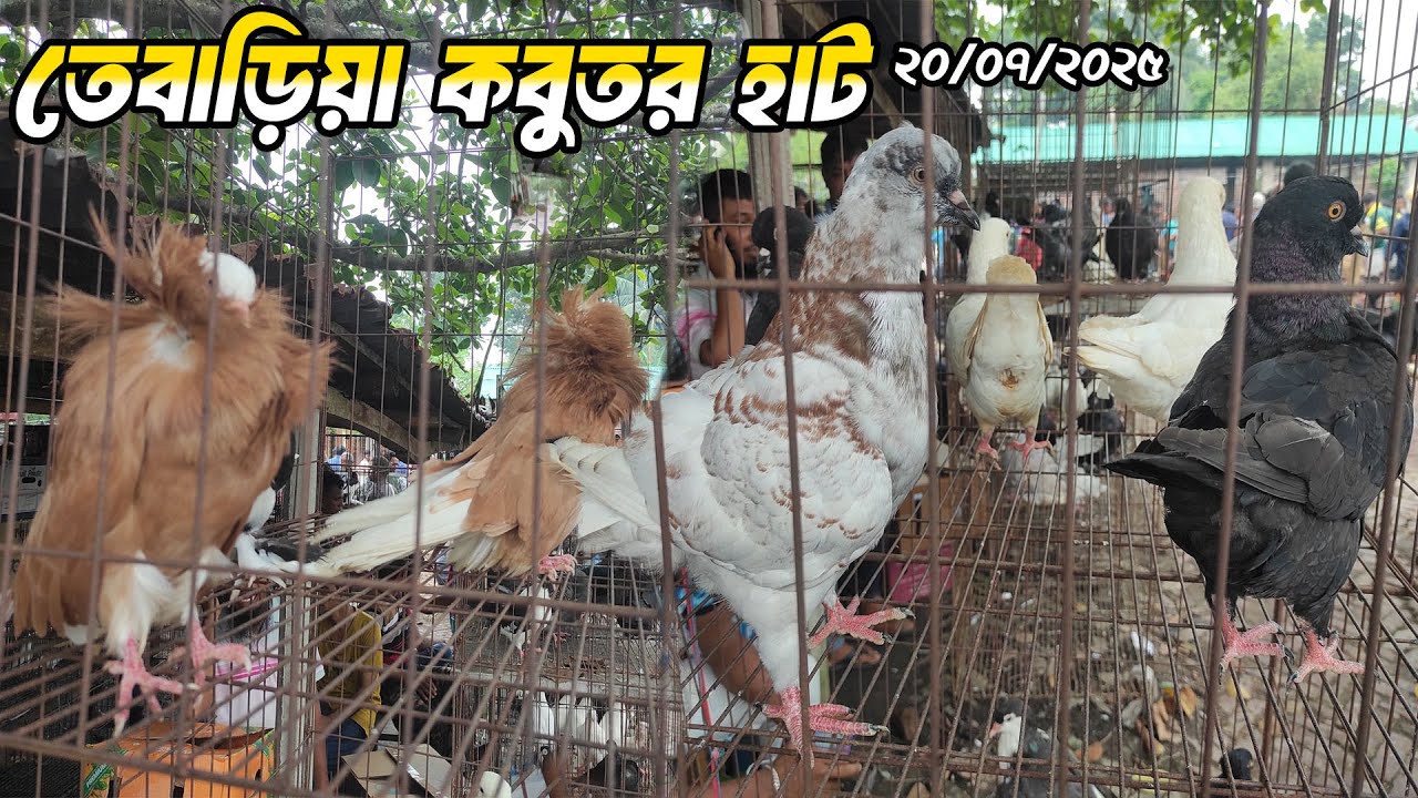 নাটোরের তেবাড়িয়া হাট থেকে কবুতরের দাম জানুন। Tebaria Kobutor Hat 2025