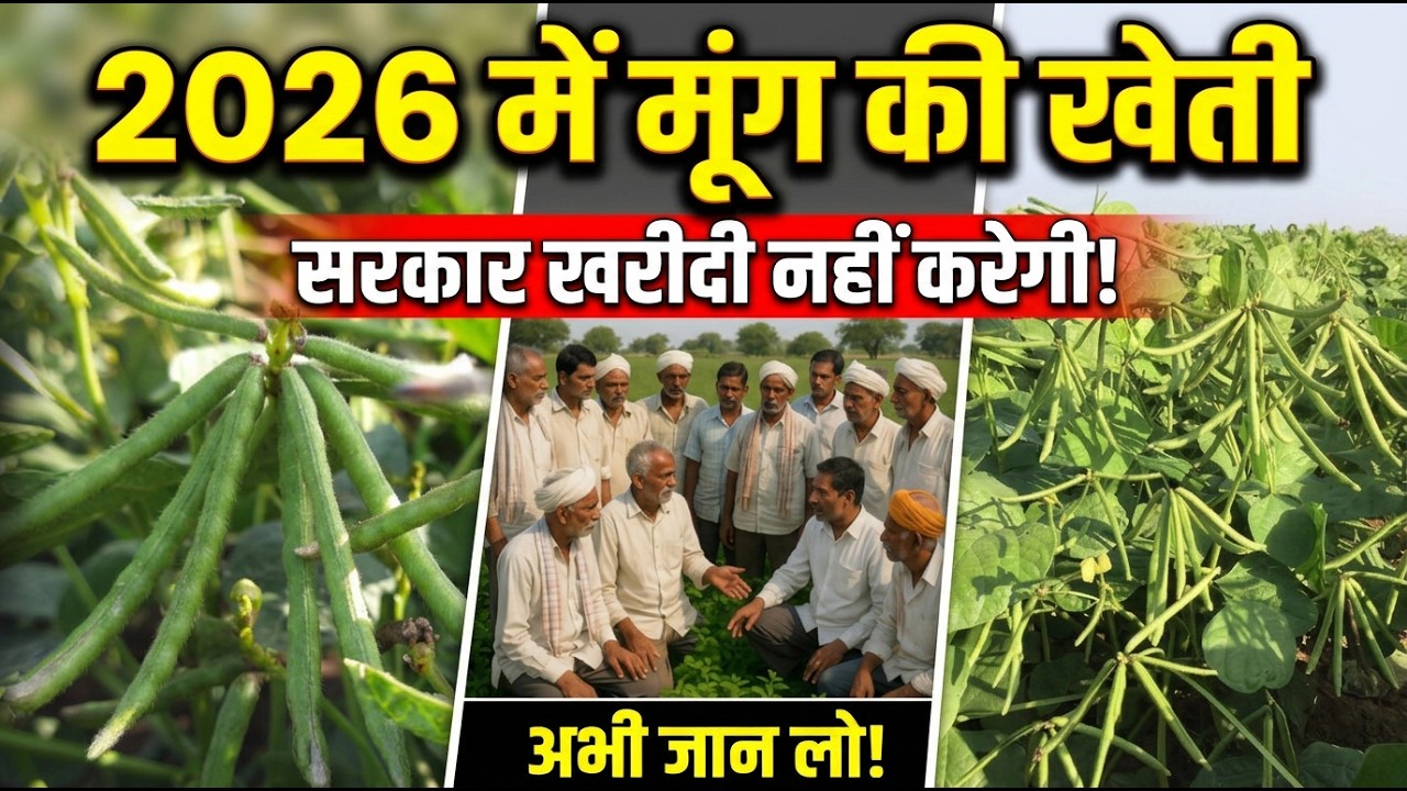 2026 में मूंग की खेती मत करना? सरकार खरीदी नहीं करेगी! सच जानें | Moong ki kheti | मूंग की खेती