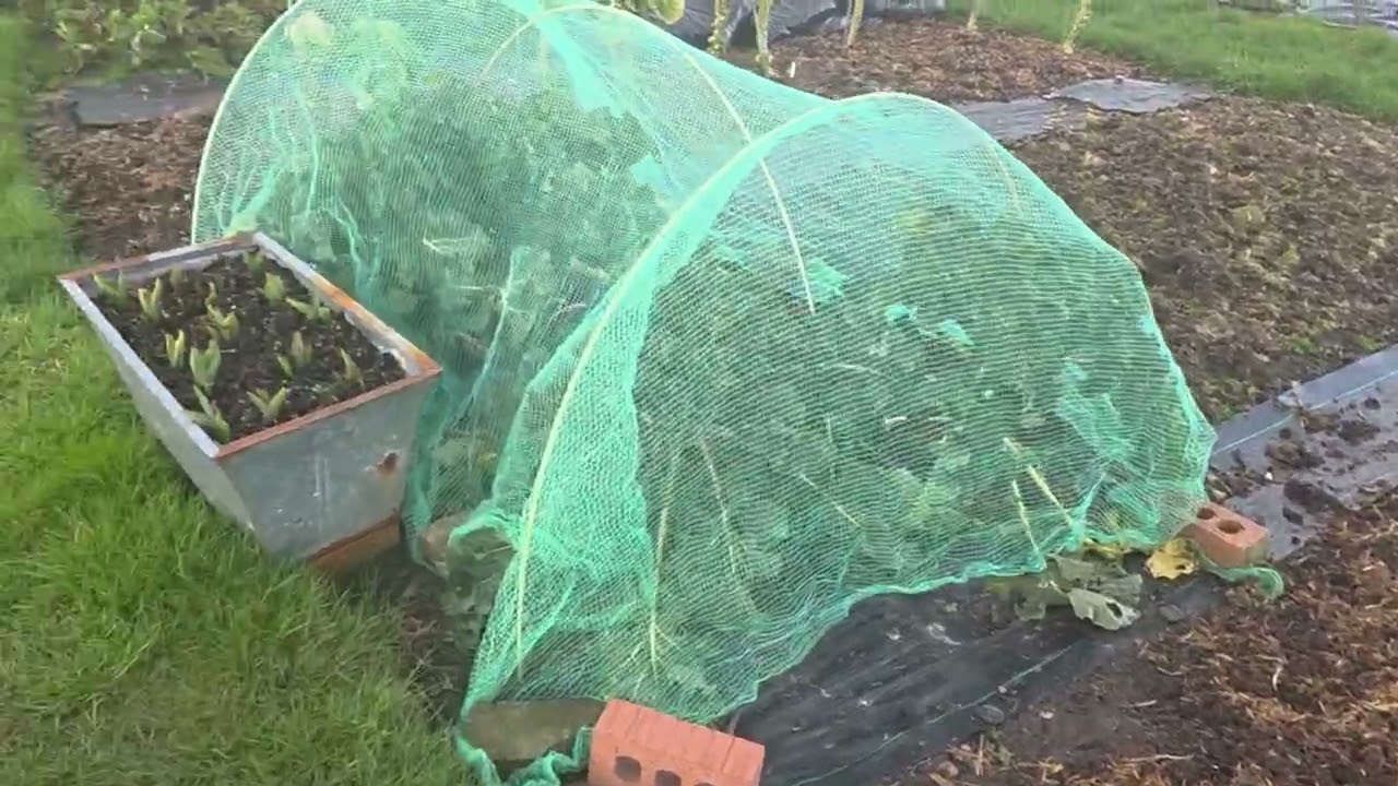 End of February allotment tour