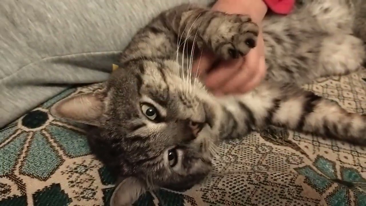 Cat at Massage