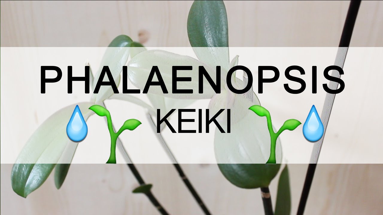 Orchidea Phalaenopsis - Keiki