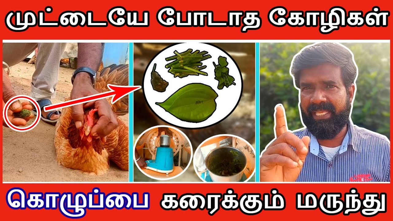 முட்டையே போடாத கோழிகள் | கொழுப்பை கரைக்கும் இயற்கை மருந்து | TAMIL | GUNA NATTUKOZHI PANNAI