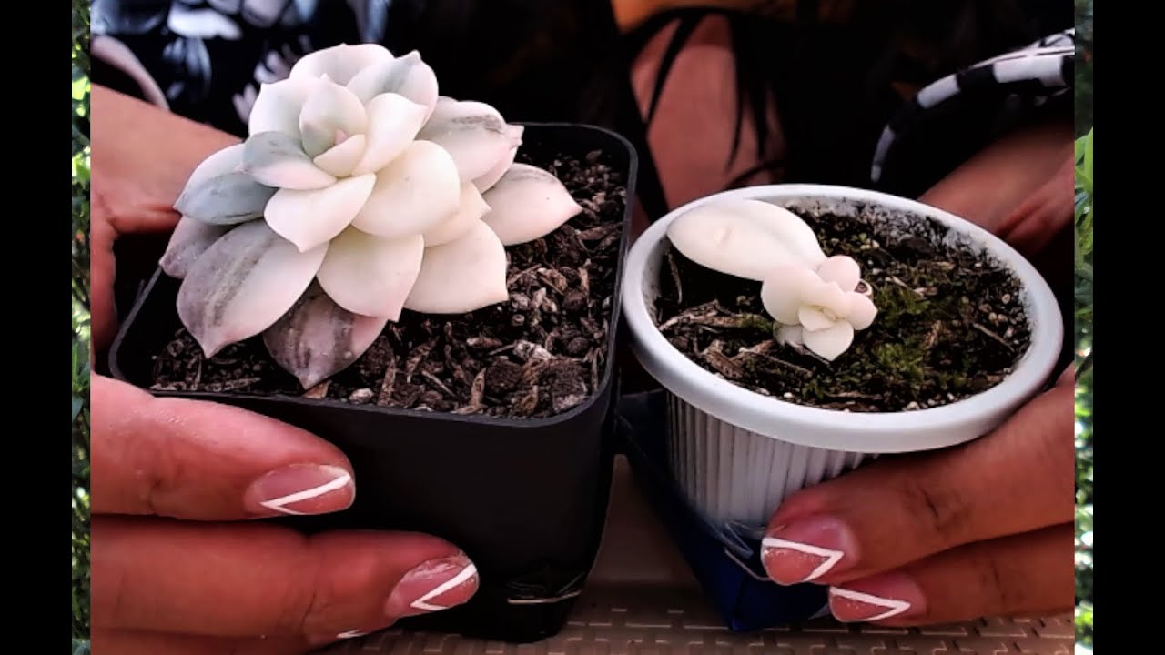 Graptopetalum superbum variegada o Rosa de marmol variegada  (reproducción)