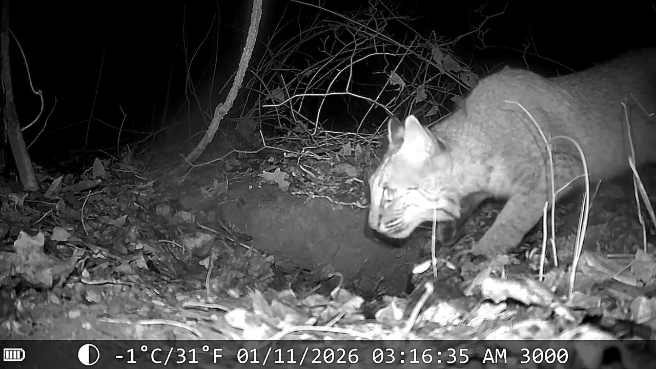 Best trail camera video yet bobcat in middle Tennessee in our backyard ￼