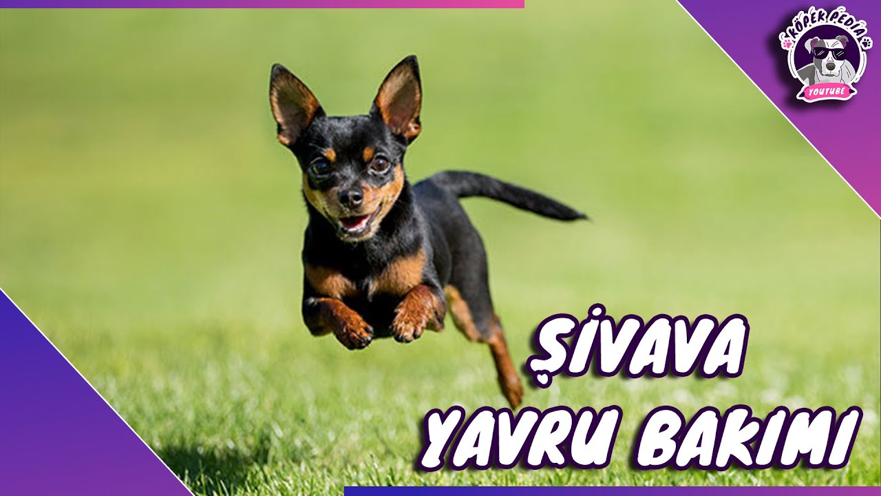 Chihuahua Yavru Bakımı(ŞİVAVA YAVRU İÇİN BAKIM İPUÇLARI)