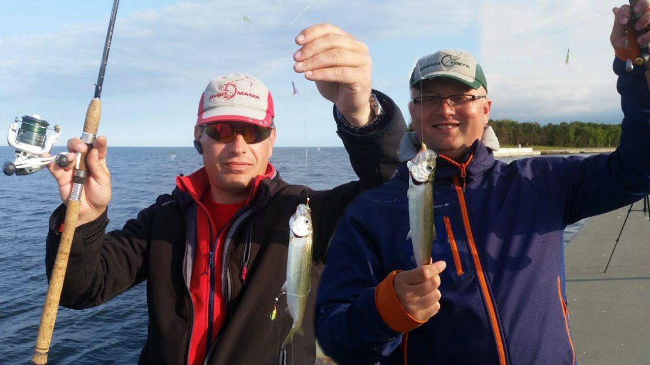 Śledzie z ujścia Dziwny