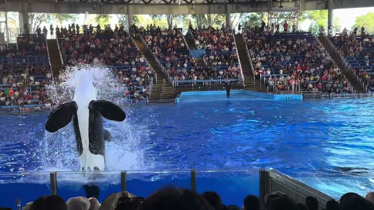 Orca show at San Antonio Seaworld