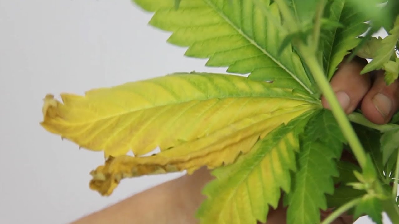 &iquest;Qu&eacute; le pasa a mi PLANTA de MARIHUANA? PROBLEMA BLOQUEO: C&oacute;mo hacer LAVADO DE RA&Iacute;CES. TOP CULTIVO 17