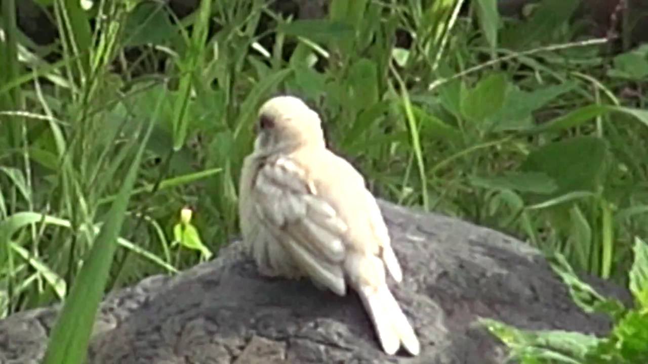 2羽の白いスズメがやってきた！！