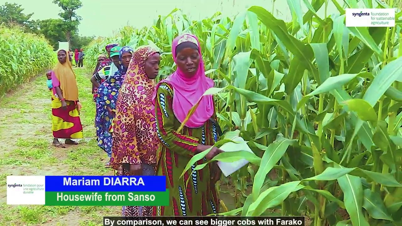 PASTTA: Kabamanoj maize produces 6 tonnes