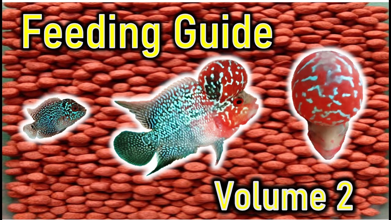 FEEDING GUIDE VOLUME 2