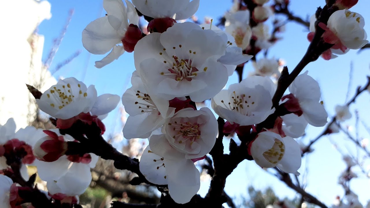 APRICOT TREE FLOWERS BLOOMING IN CYPRUS 2021