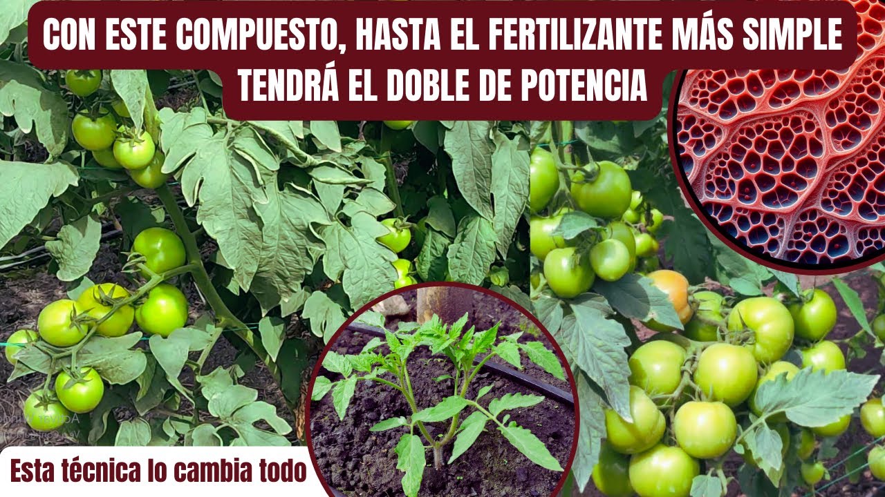 CON ESTE TRUCO DE FERTILIZACIÓN FOLIAR Y ESTOS COMPUESTOS, se aprovechan 10 veces más Fertilizantes