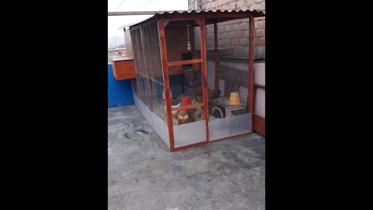CORRAL EN LA AZOTEA (Para Gallinas);Rooftop chicken pen