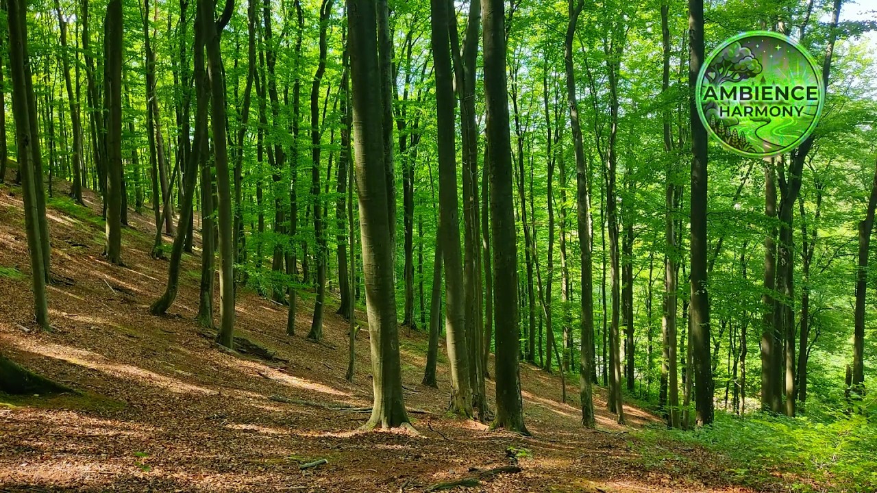 Forest Ambience on a Mountain Slope -- Peaceful Birdsong 🌲 (Real  Video & Natural Sound )