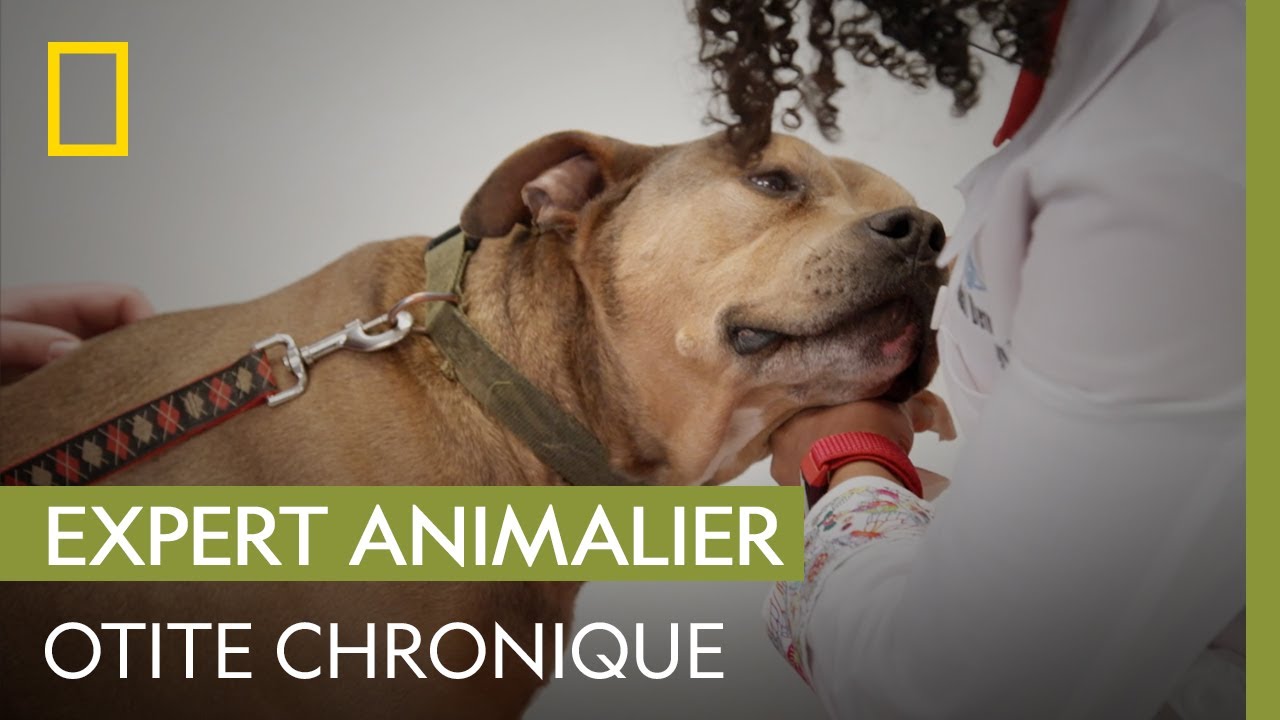 Les otites à répétition font souffrir ce pitbull | DR JOYA, VÉTO ET DERMATO