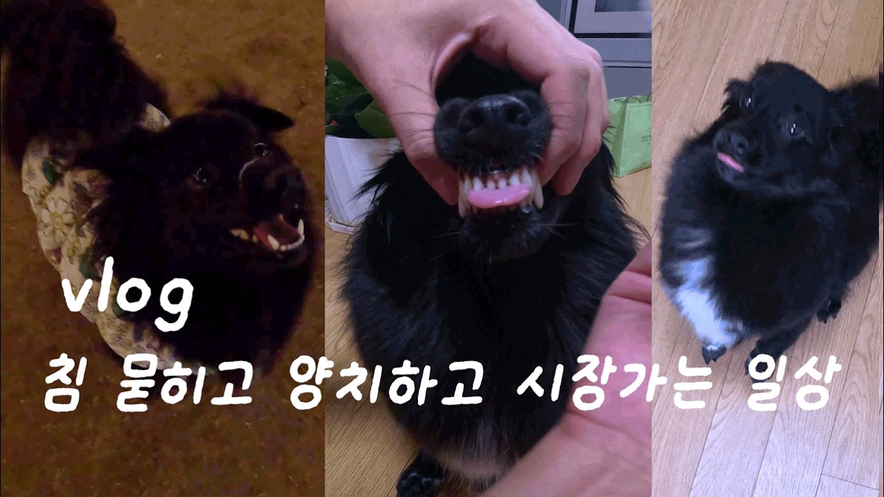 일상vlogㅣ침 묻히고 노는 일상ㅣ먹기만 하는 일상🍽️