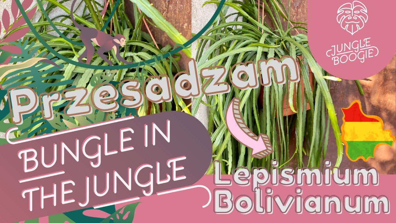 Pielęgnacja Lepismium Bolivianum i wspólne przesadzanie!