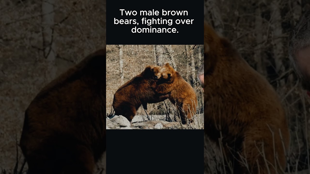 Real Bear Fight 🐻💥 Nature’s UFC! (No CGI)