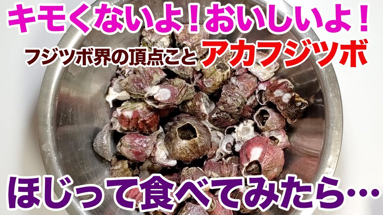 キモくないよ！おいしいよ！フジツボ界の頂点こと「アカフジツボ」をほじって食べてみたら…。