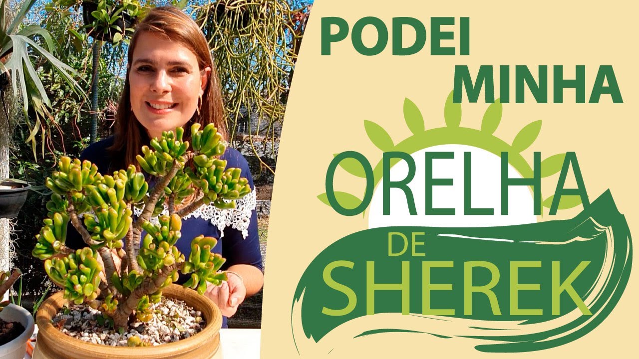 PODA para estimular o CRESCIMENTO da Orelha de Shrek/Grazi Bittencourt