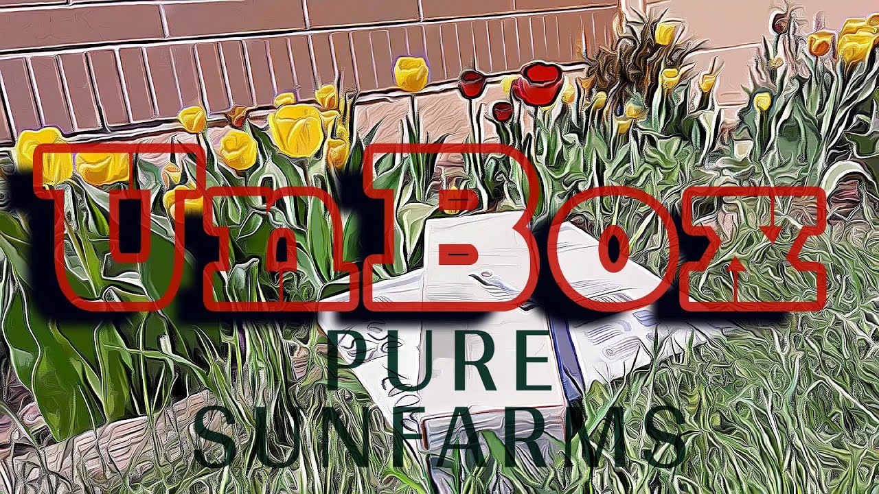 Pure Sunfarms Headband & D. Bubba - Unbox & First Impressions