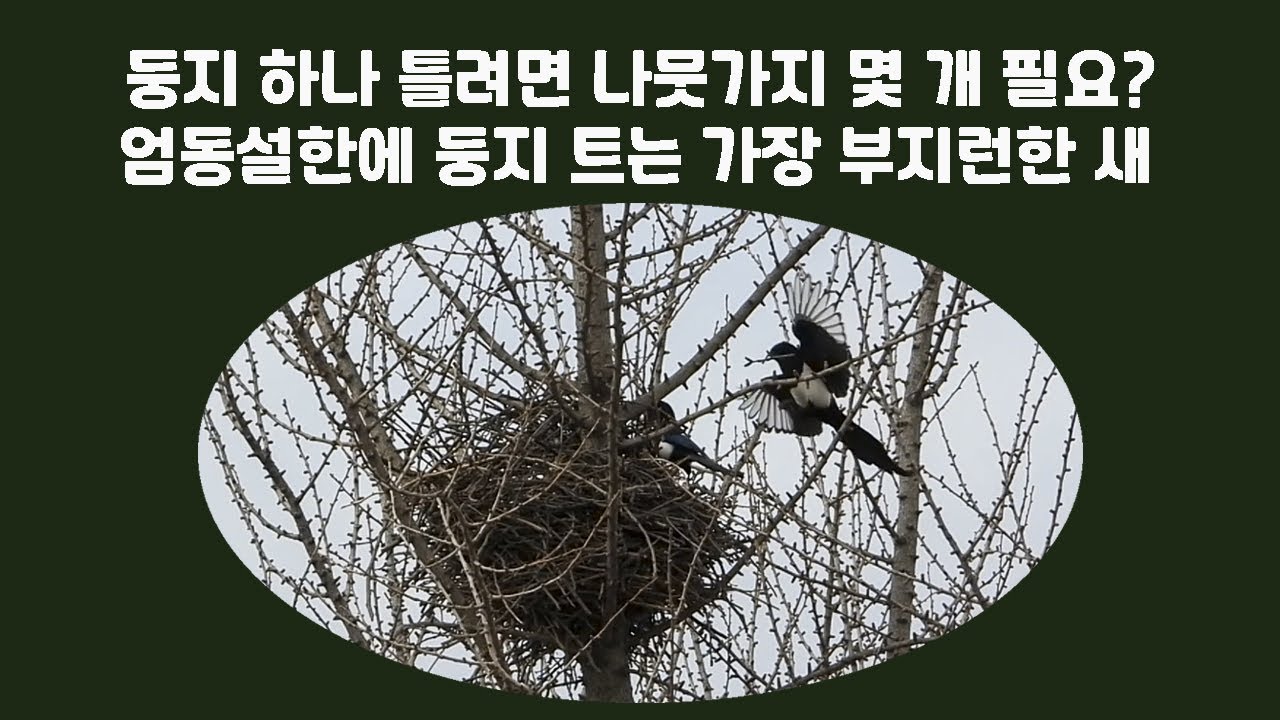 그동안 몰랐던 까치 둥지의 1급 비밀