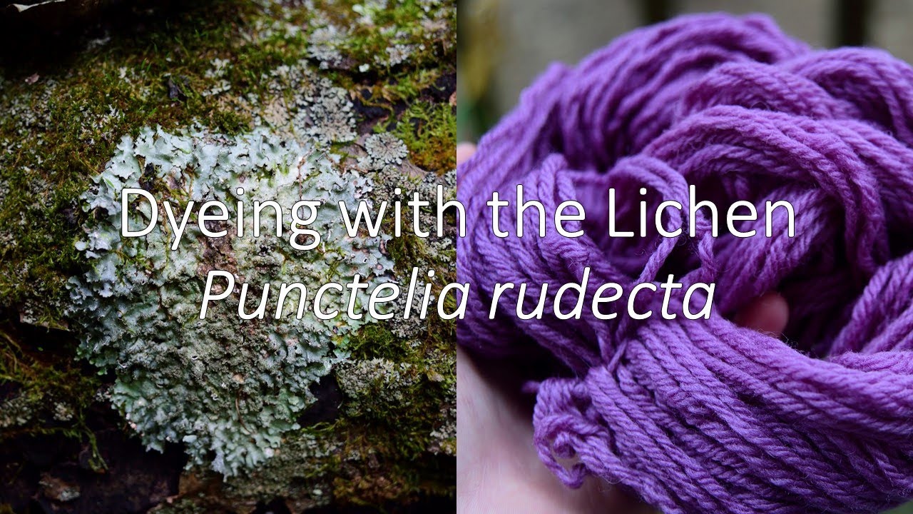 Making Purple-Dyed Yarn from the Lichen Punctelia rudecta