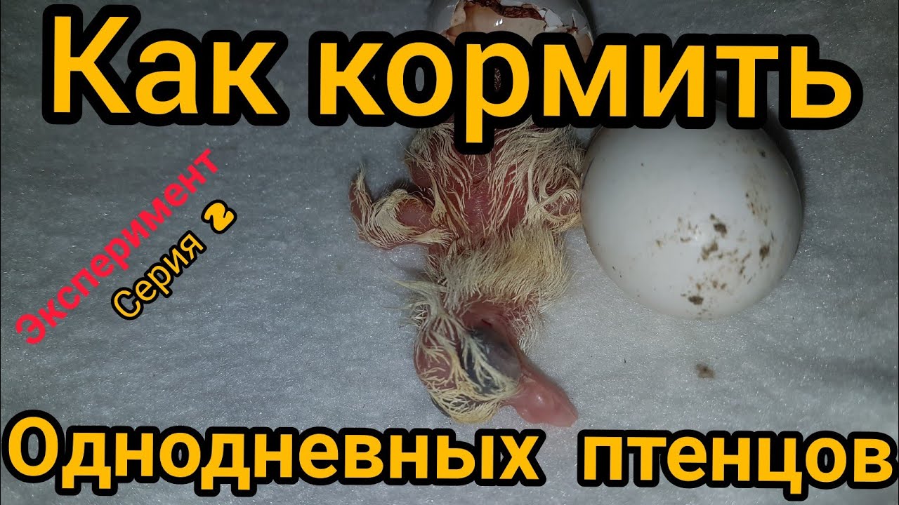 Как кормить новорожденных птенцов голубей.Легко даже для новичка.How to feed newborn pigeon chicks