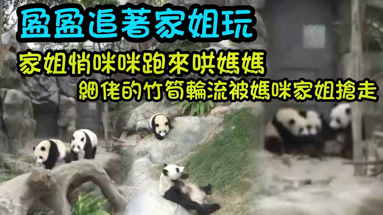 2月26日 盈盈追著家姐玩，奶媽擔心盈盈累，幾時給一家三口加餐，細佬被媽咪家姐輪流搶走竹筍 #大熊貓家姐細佬