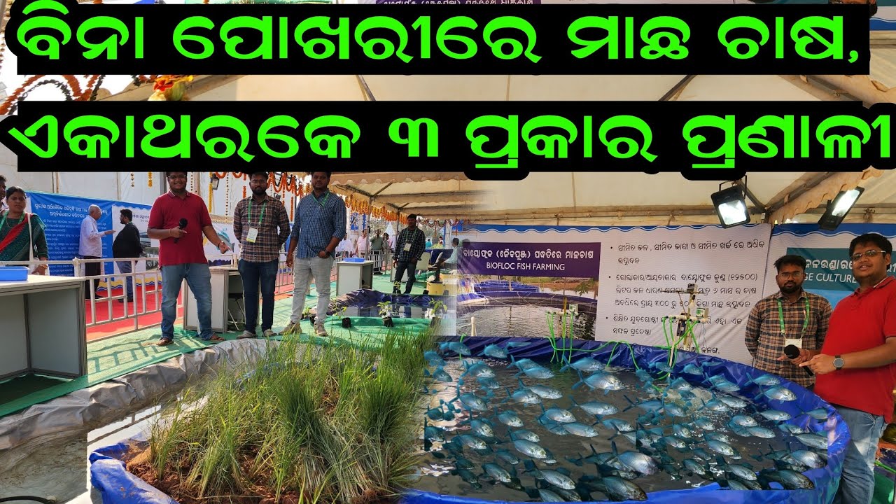 ଓଡିଶାରେ ପ୍ରଥମ ଥର ବିନା ପୋଖରୀରେ ମାଛ ଚାଷ, Bioflock, Cage Culture Fish, Pokkali Culture all details Odia
