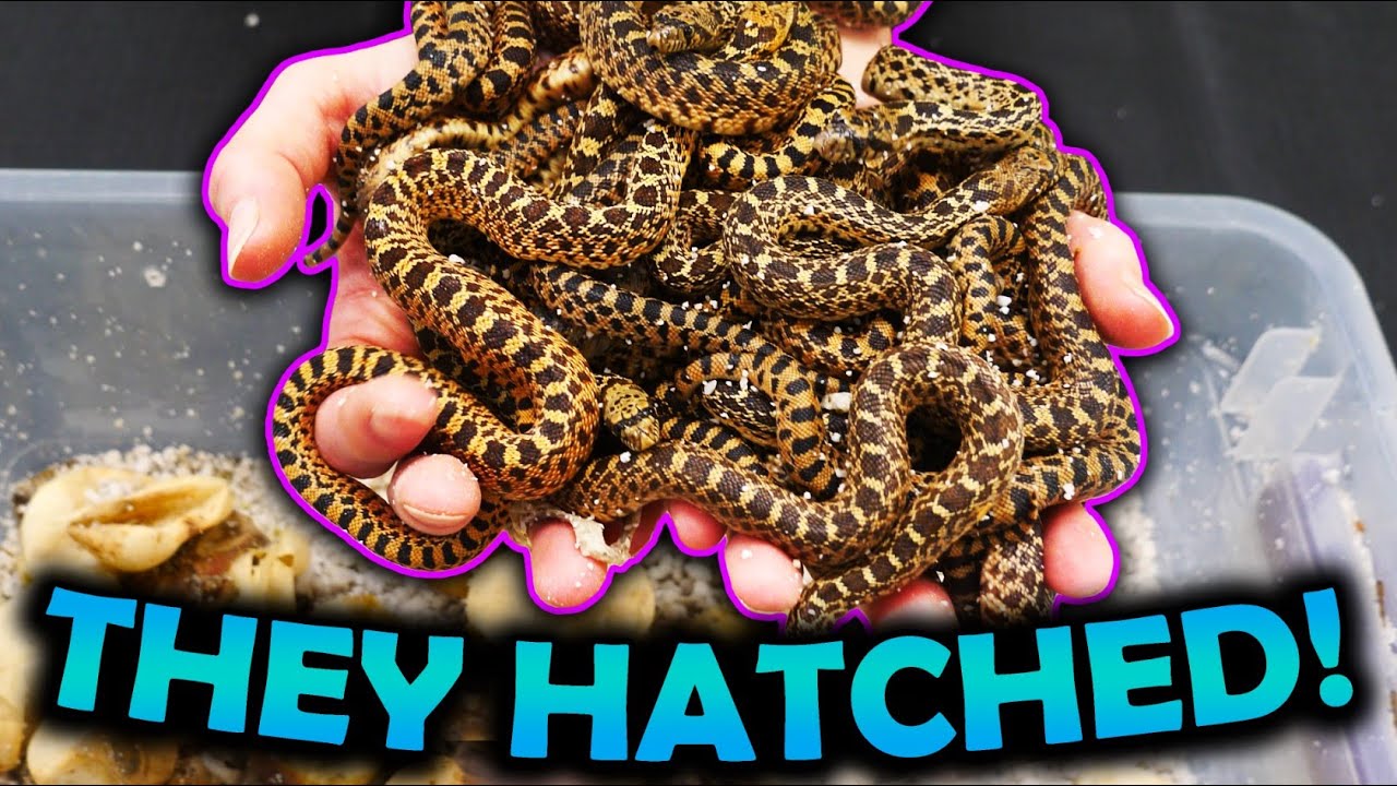 Baby Bullsnakes Hatching!! (One is Extra Spicy)