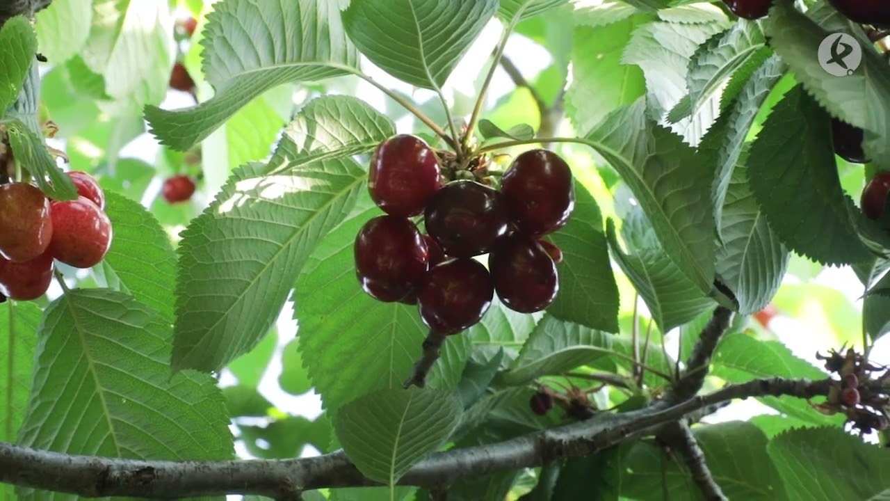 Extremadura, segunda región productora de cerezas del país | La Besana en verde