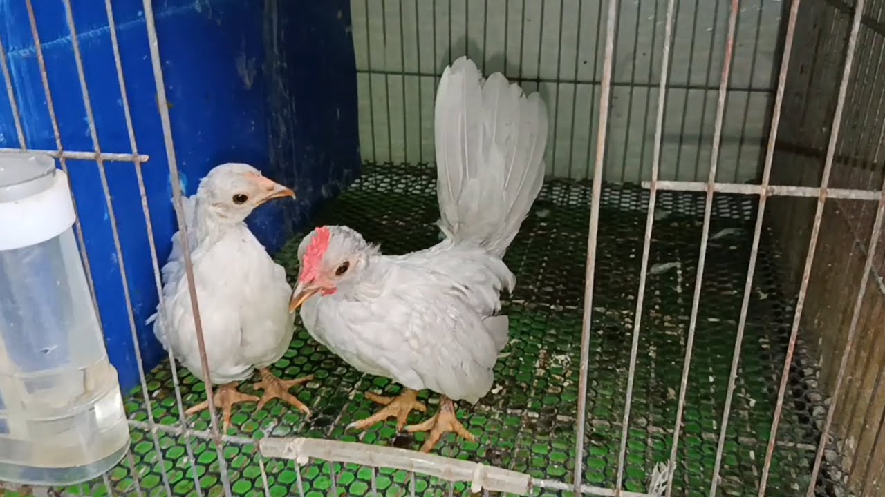 Gà tre mỹ mini 2,3,4 tháng tuổi giá mềm, mời anh em đam mê kết nối