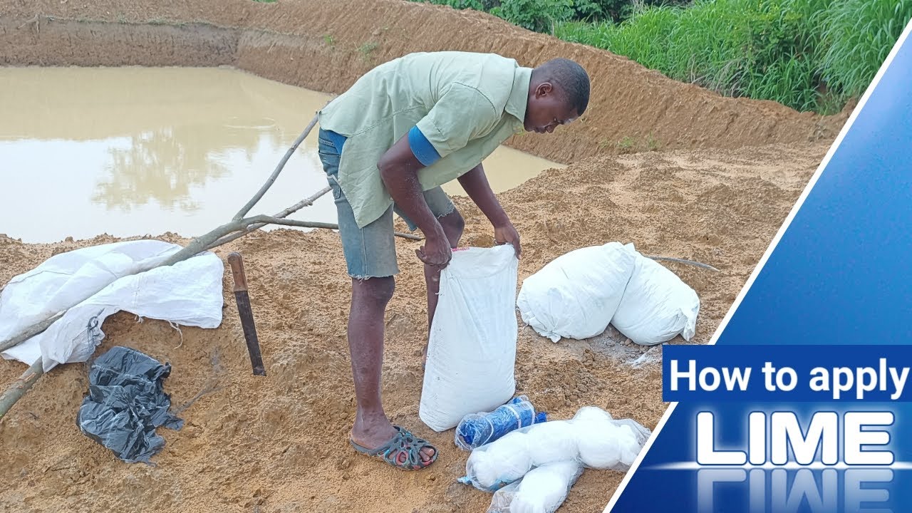 How to Prepare New Earthen Pond using LIME powder chemical || And how to net earthen pond