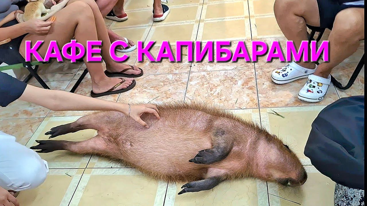 Нячанг 🇻🇳/Кафе с капибарами🦛/Идём в стоматологическую клинику ⛑️🚑🏥