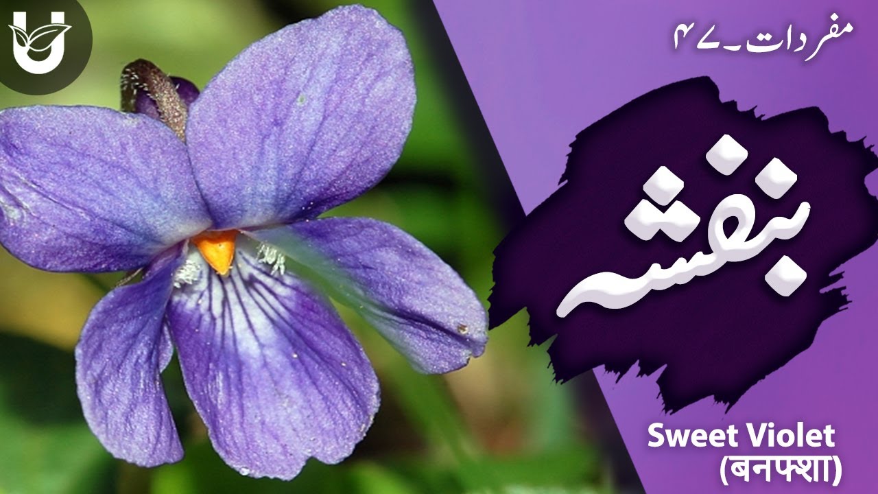 Banafsha / Sweet Violet / بنفشہ