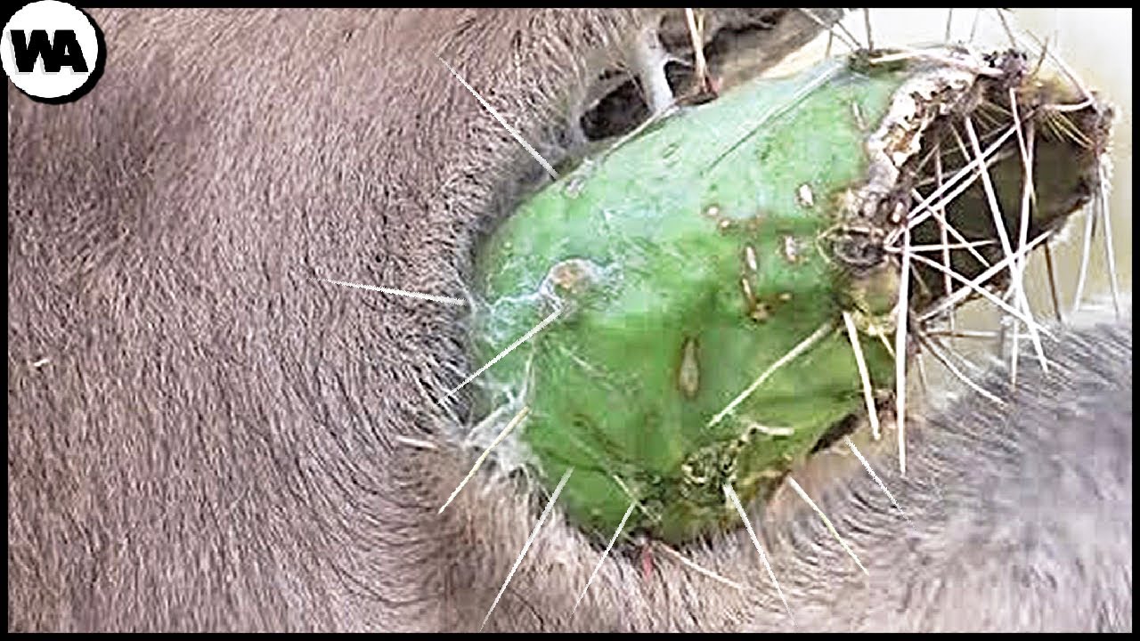 Los Animales Evolucionaron para Comer Alimentos Mortales
