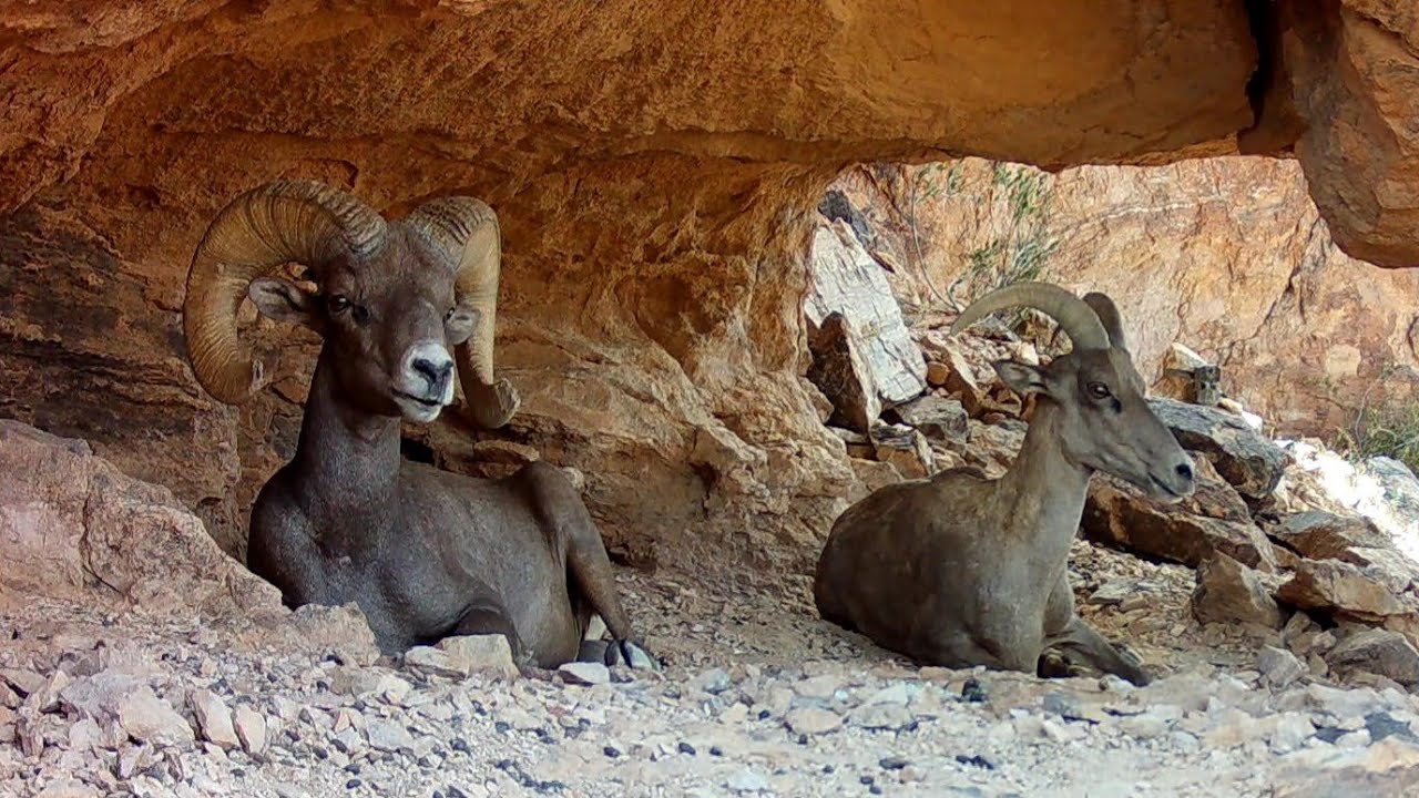 Desert Bighorn Sheep on my trail cameras!  Bighorn Cave part 2