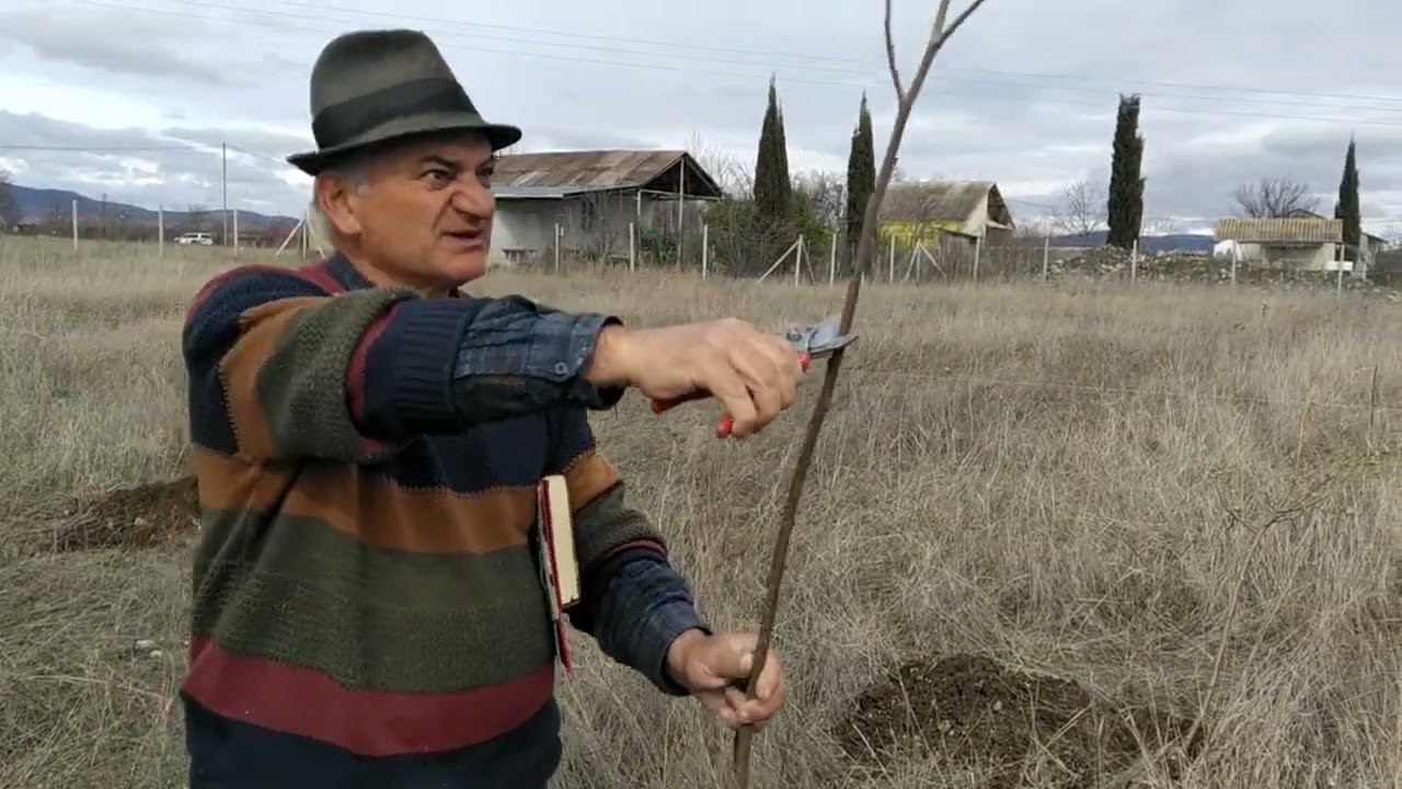 ხეხილის ნერგების დარგვა გაზაფხულზე