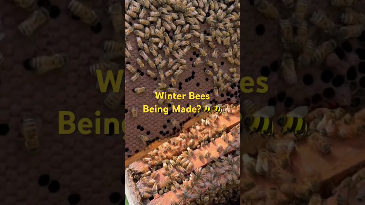 Bees Made for Winter 