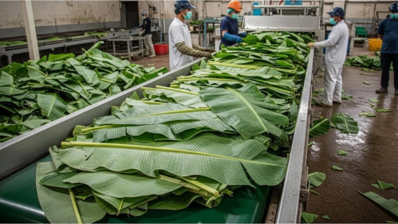 How To Largest High-Tech Banana Leaf Processing Factory in Amazing and Short way??. 