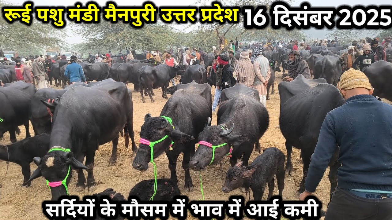 rui pashu mandi ll 16 दिसंबर 2025 ll रूई पशु मंडी ll 62 हजार मै 8 ली दूध की भैंस खरीदे 