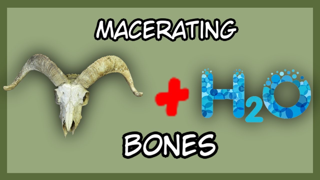 How to clean bones via maceration