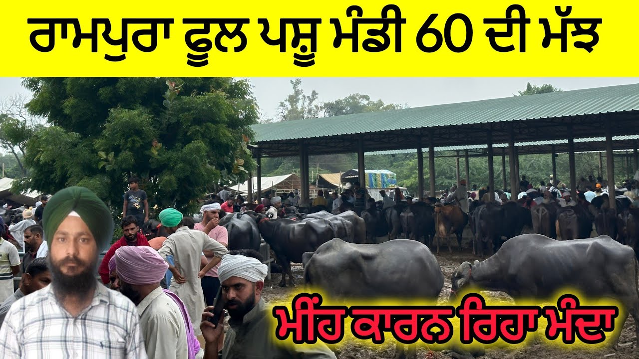 ਰਾਮਪੁਰਾ ਫੂਲ ਪਸ਼ੂ ਮੰਡੀ | rampura phul pashu mandi today #buffalo #cow