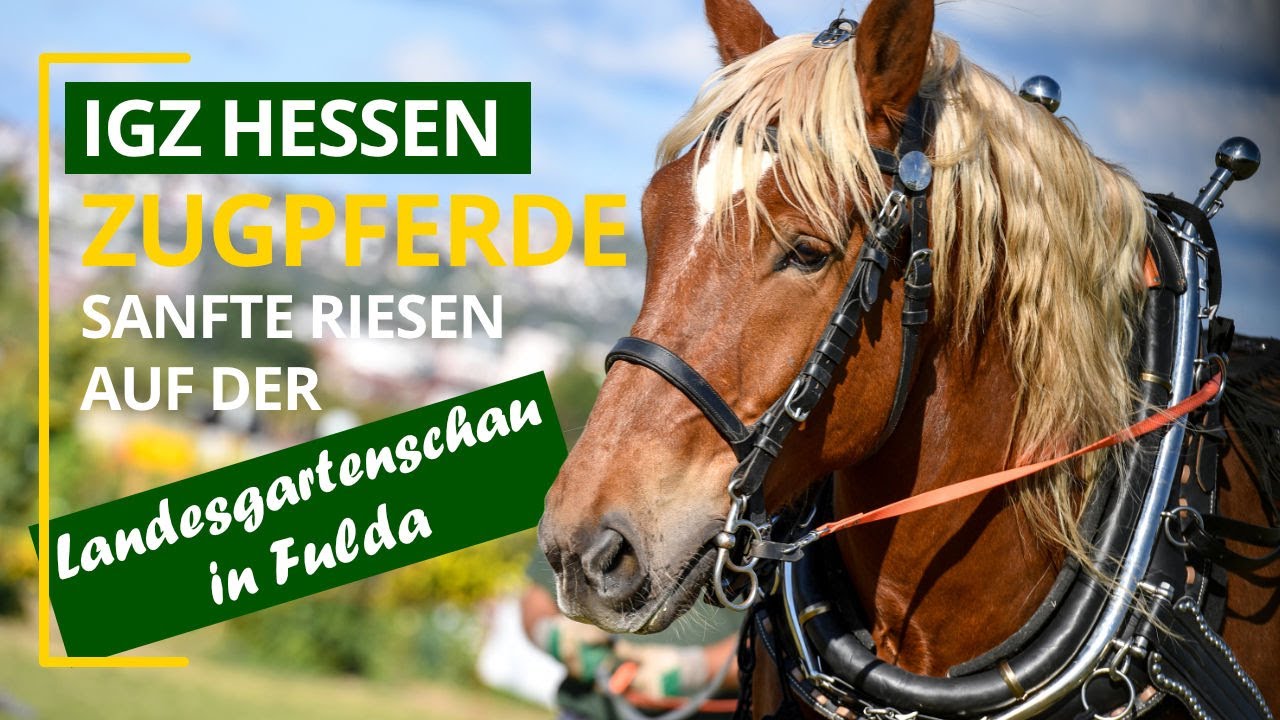 Arbeitspferde auf der Landesgartenschau Fulda