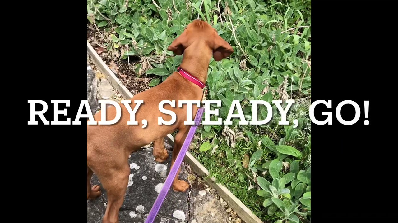 Loose Leash Training. Ready! Steady! Go!