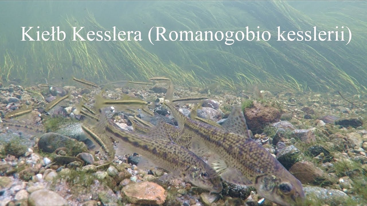 Kiełb Kesslera (Romanogobio kesslerii). Kessler's gudgeon