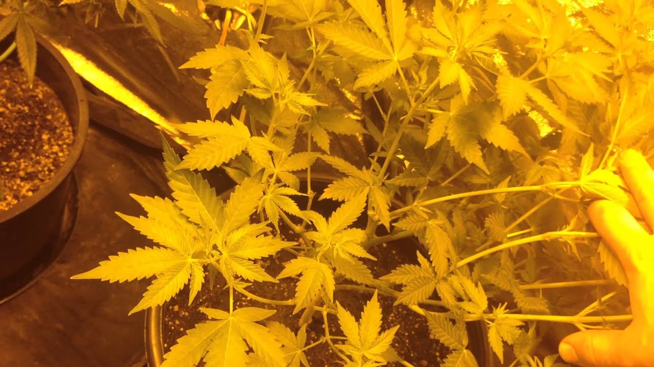 grow update
